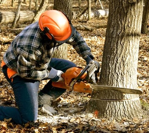 Tree Removal in Meade, KS